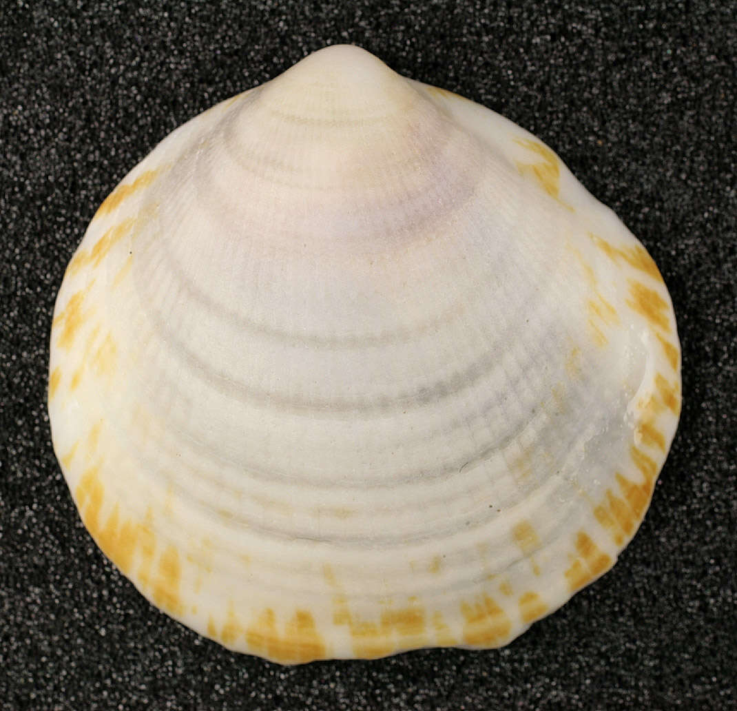 Image of Dog cockle