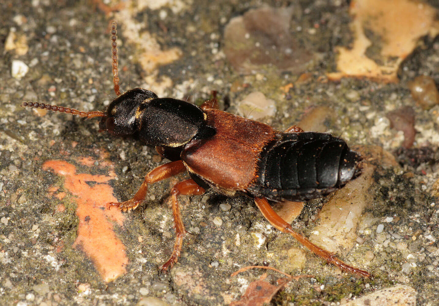 Image of Staphylinus dimidiaticornis Gemminger 1851