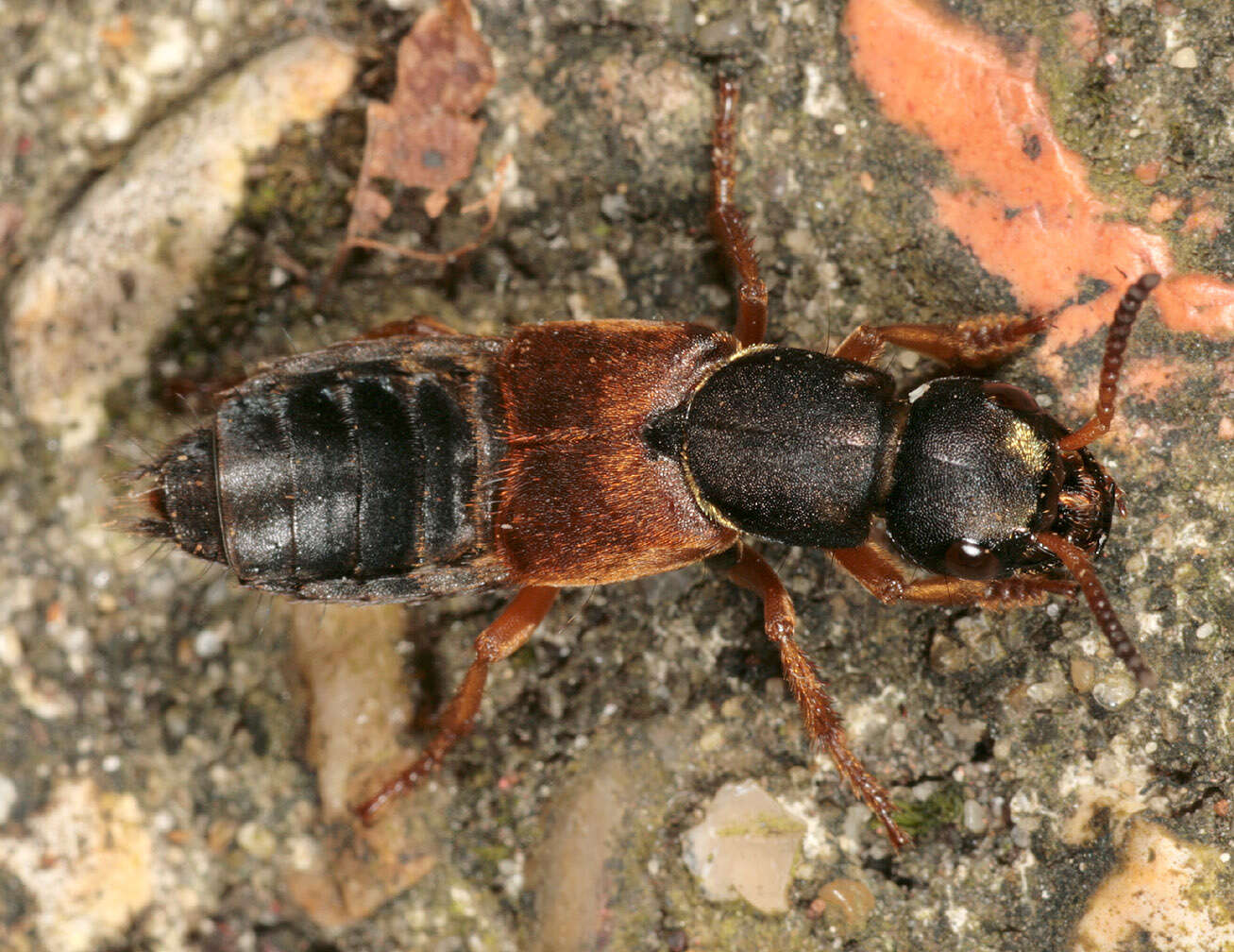 Image of Staphylinus dimidiaticornis Gemminger 1851