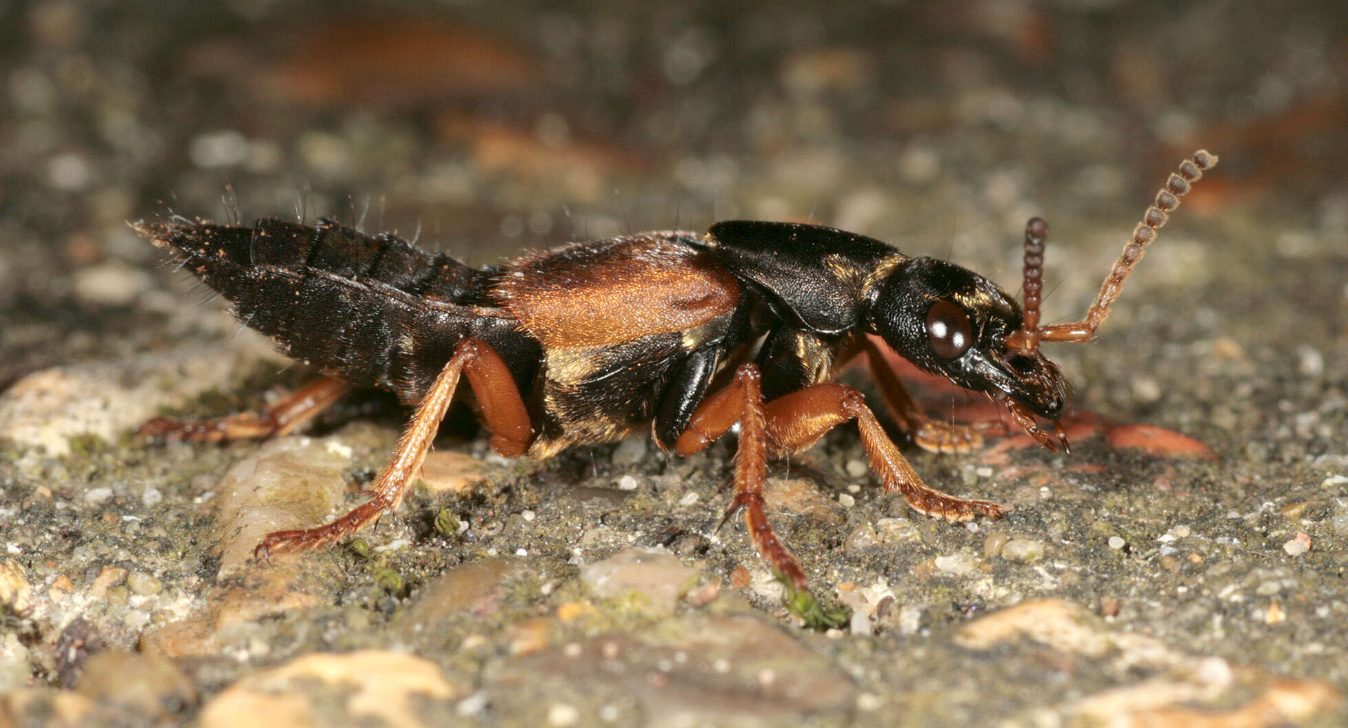 Image of Staphylinus dimidiaticornis Gemminger 1851