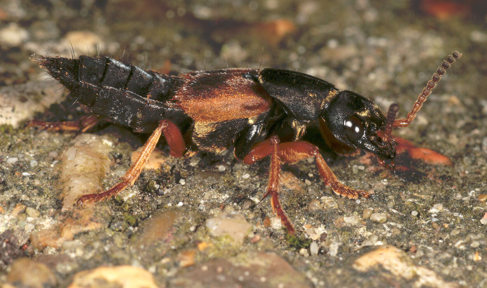 Image of Staphylinus dimidiaticornis Gemminger 1851