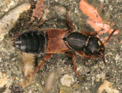 Image of Staphylinus dimidiaticornis Gemminger 1851