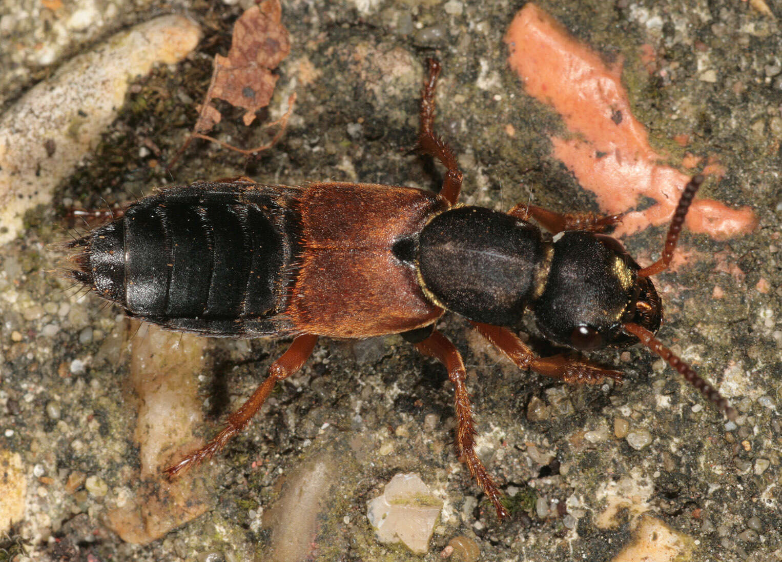 Image of Staphylinus dimidiaticornis Gemminger 1851