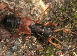 Image of Staphylinus dimidiaticornis Gemminger 1851