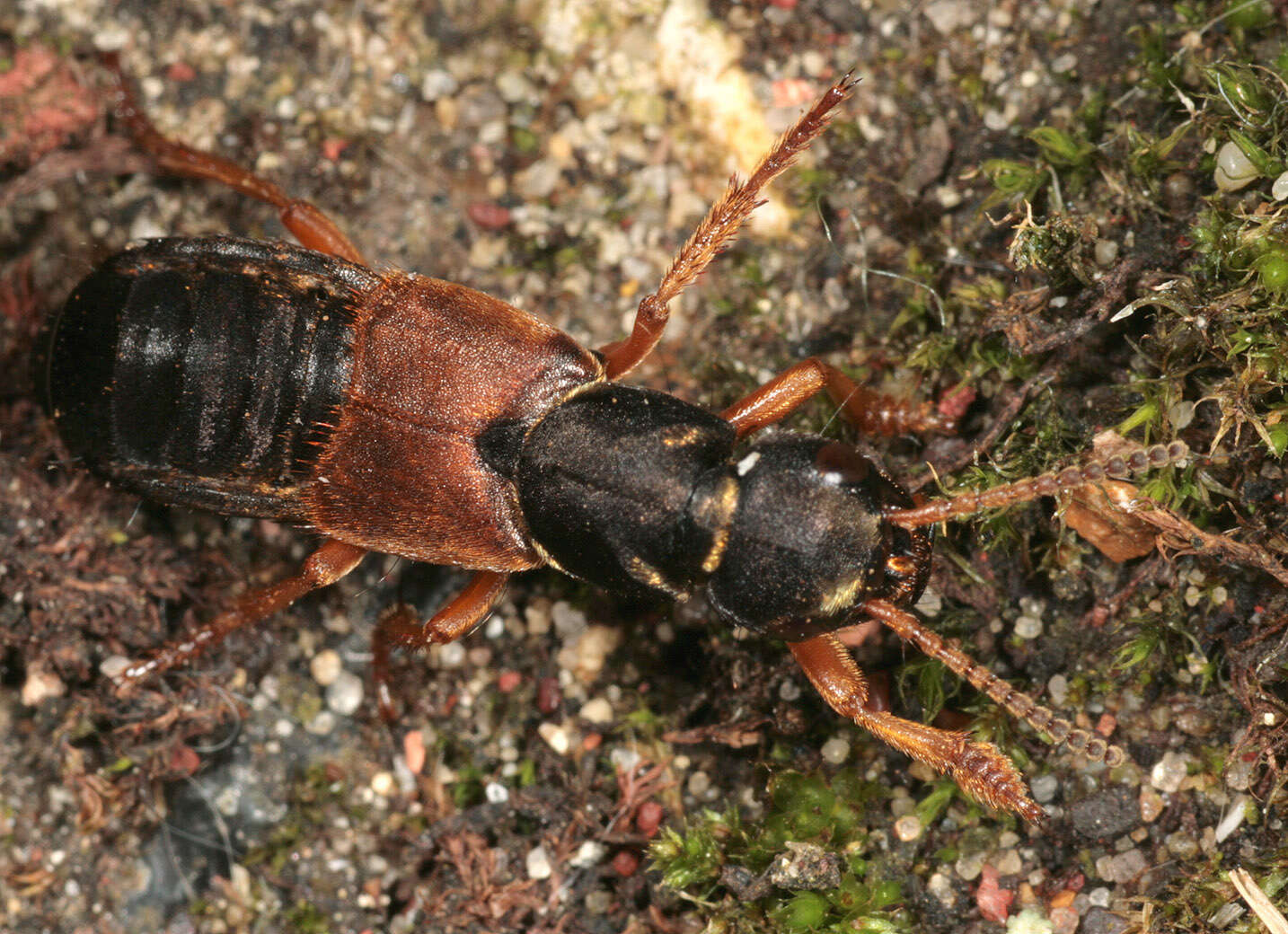 Image of Staphylinus dimidiaticornis Gemminger 1851