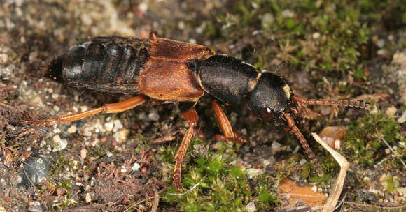 Image of Staphylinus dimidiaticornis Gemminger 1851