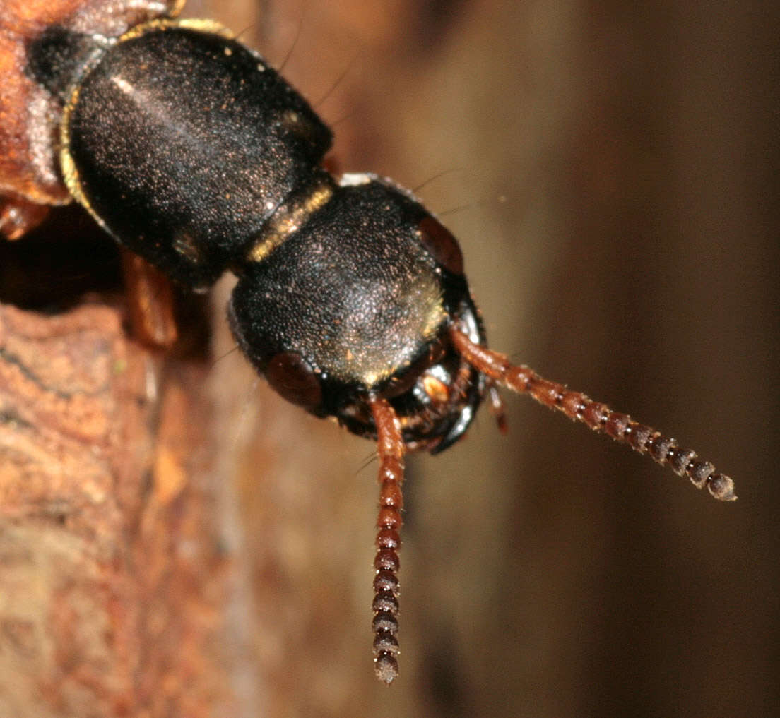 Imagem de Staphylinus dimidiaticornis Gemminger 1851