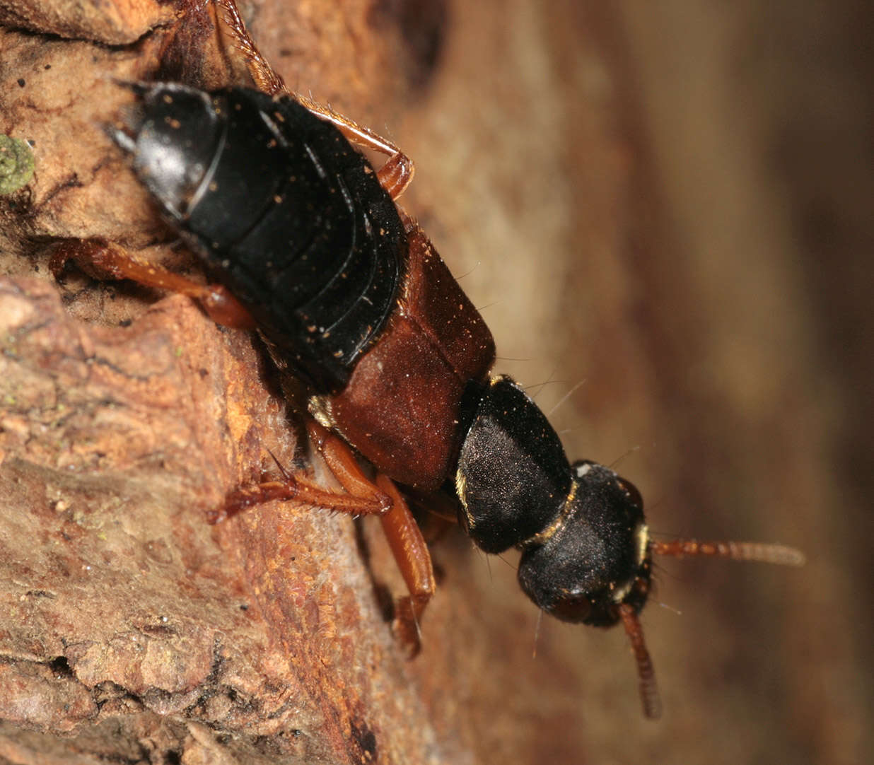 Image of Staphylinus dimidiaticornis Gemminger 1851