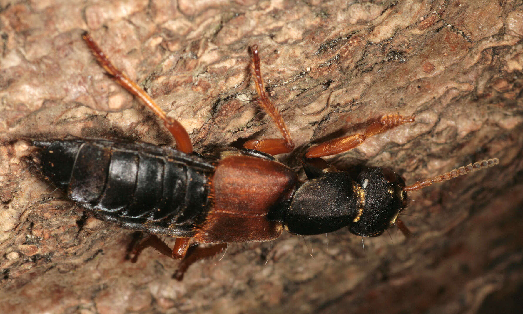 Image of Staphylinus dimidiaticornis Gemminger 1851