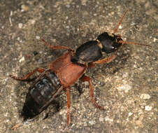 Imagem de Staphylinus dimidiaticornis Gemminger 1851