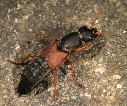 Image of Staphylinus dimidiaticornis Gemminger 1851