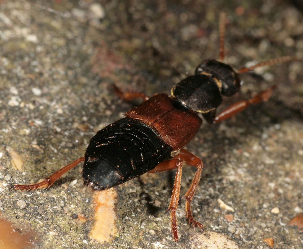 Imagem de Staphylinus dimidiaticornis Gemminger 1851