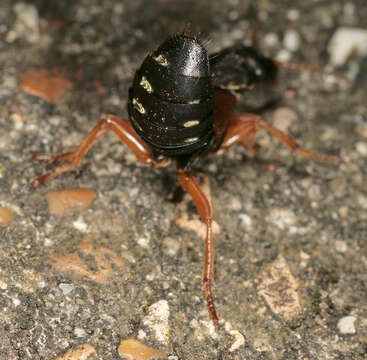 Image of Staphylinus dimidiaticornis Gemminger 1851