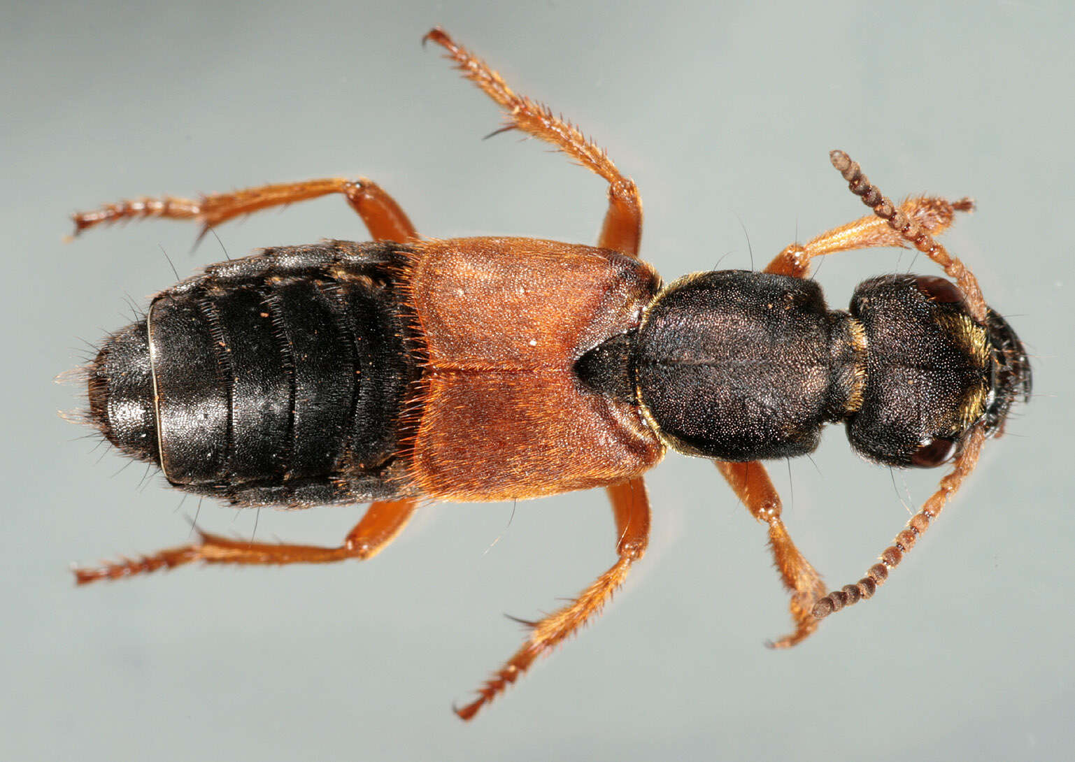 Image of Staphylinus dimidiaticornis Gemminger 1851