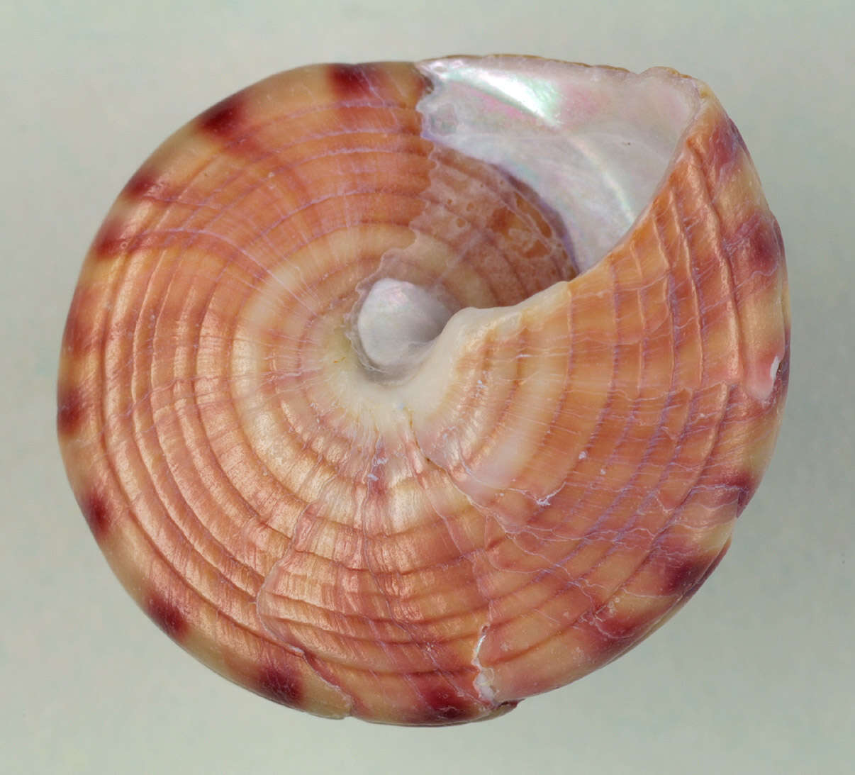Image of European painted top shell