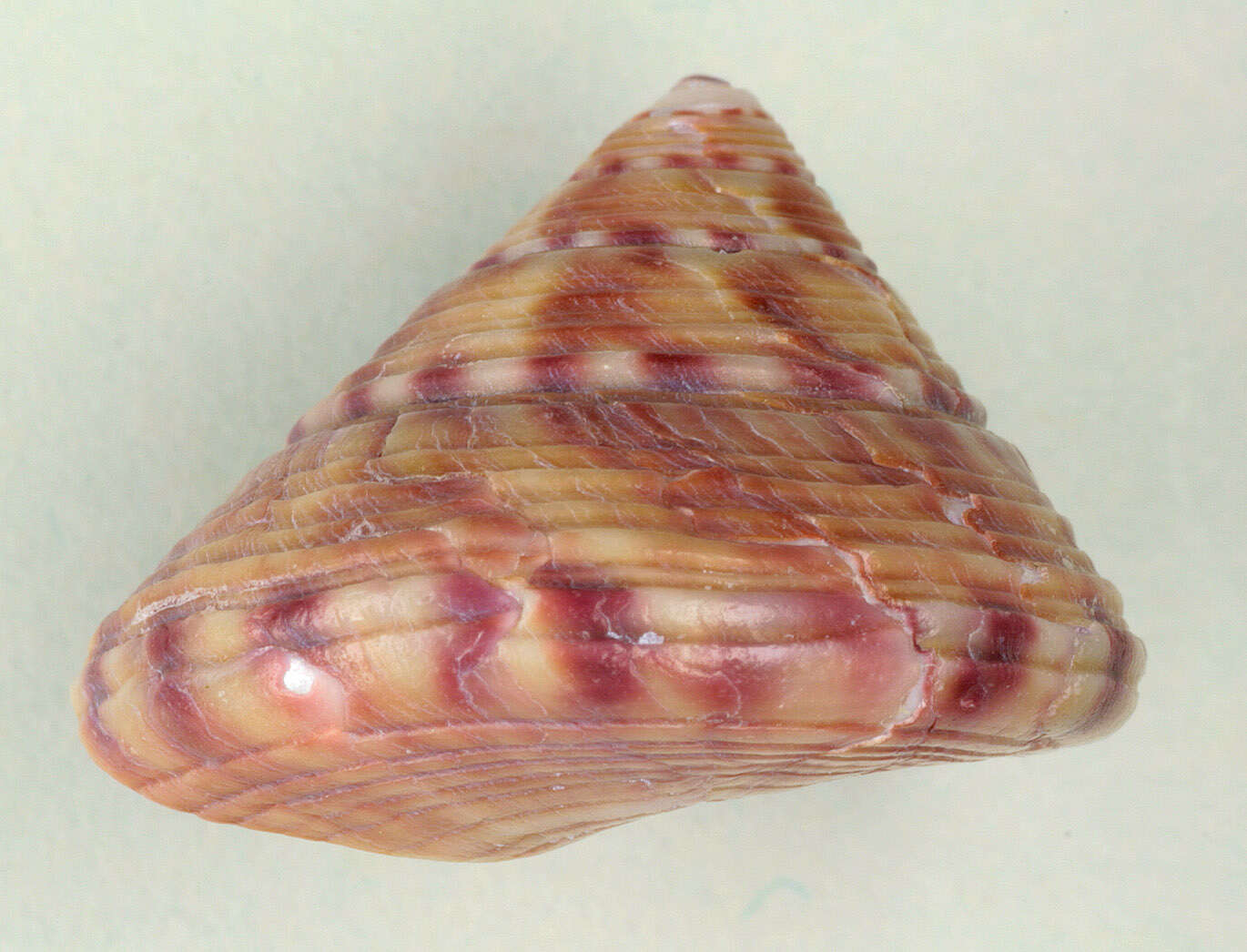 Image of European painted top shell