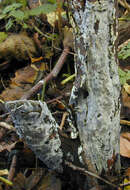 Image of Radulomyces confluens (Fr.) M. P. Christ. 1960