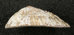 Image of China limpet