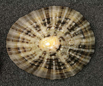 Image of Common limpet