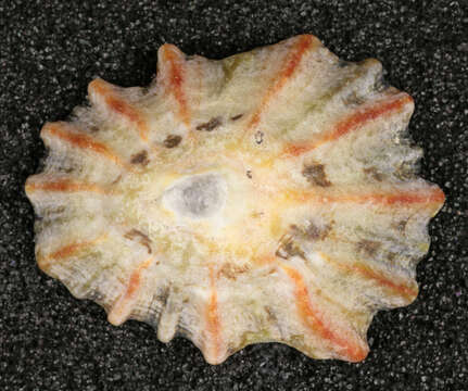 Image of Common limpet