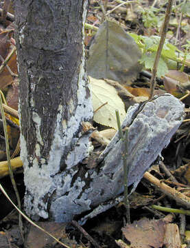 Image of Radulomyces confluens (Fr.) M. P. Christ. 1960