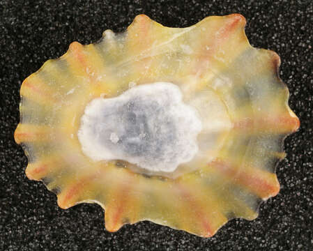 Image of Common limpet