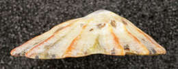 Image of Common limpet