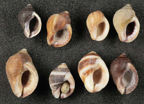 Image of Dog whelk