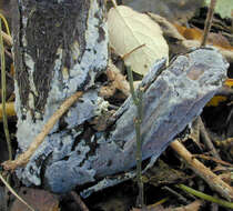 Image of Radulomyces confluens (Fr.) M. P. Christ. 1960