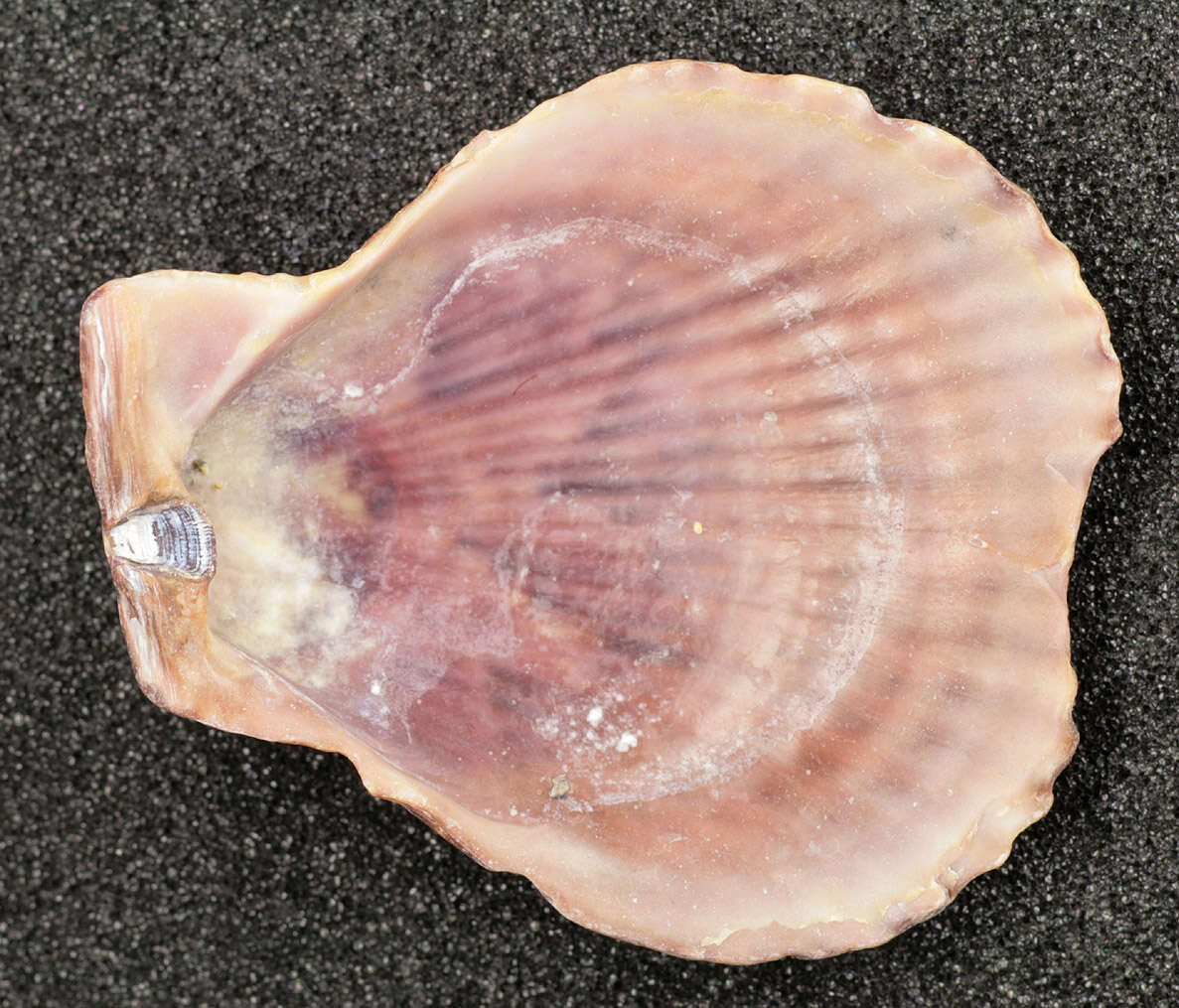 Image of variegated scallop