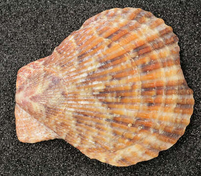 Image of variegated scallop