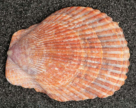 Image of variegated scallop