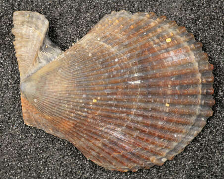 Image of variegated scallop