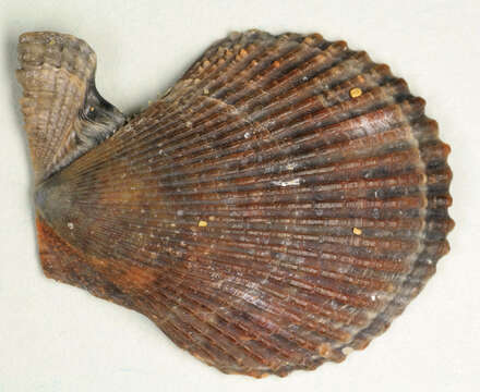 Image of variegated scallop