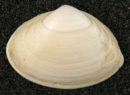 Image of elliptic trough shell