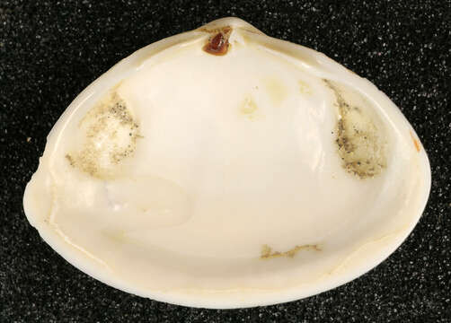 Image of elliptic trough shell