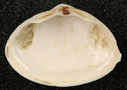 Image of elliptic trough shell