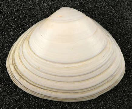 Image of surf clam