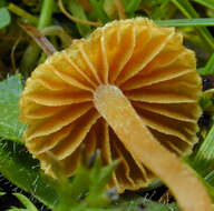 Image of Galerina vittiformis (Fr.) Singer 1950