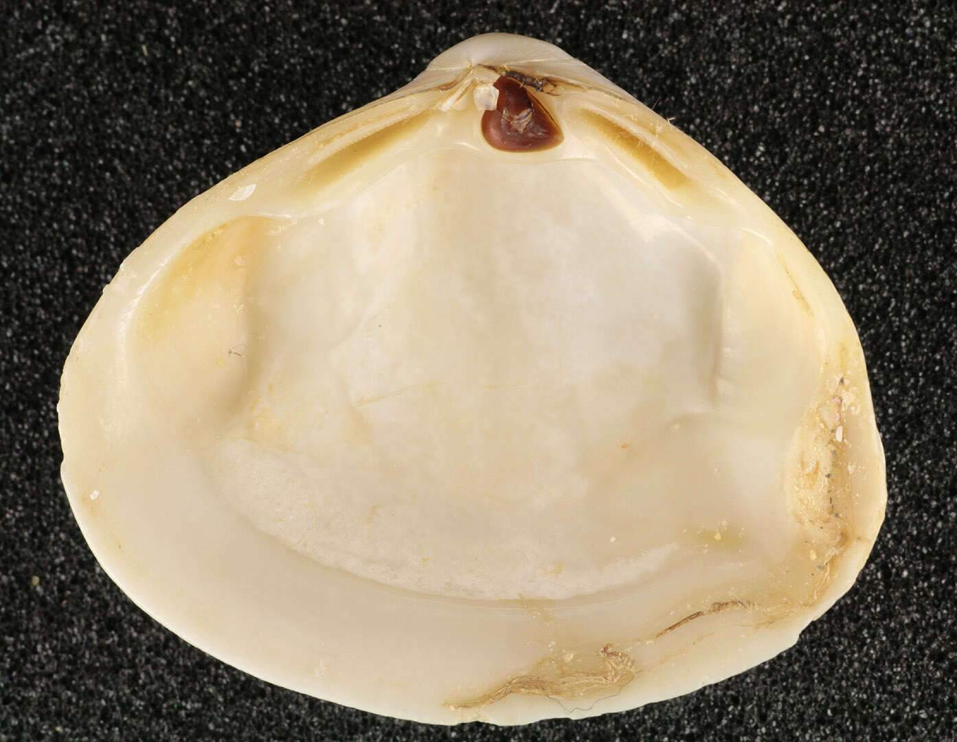 Image of surf clam