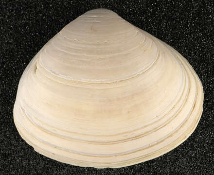 Image of surf clam