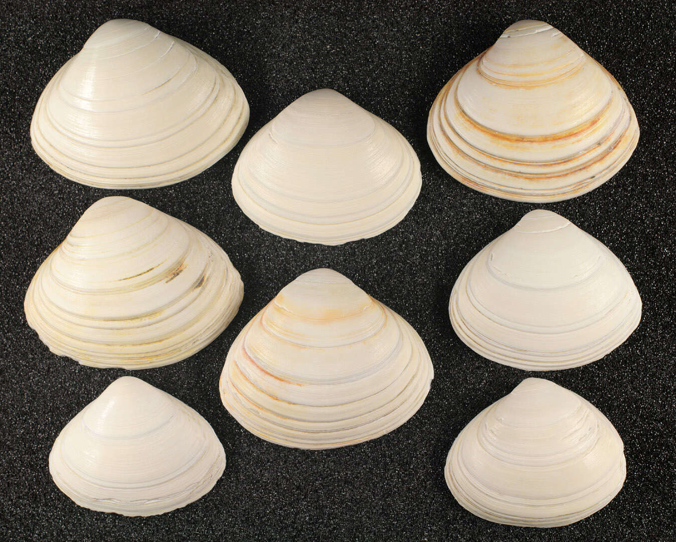 Image of surf clam