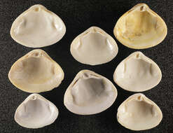 Image of surf clam