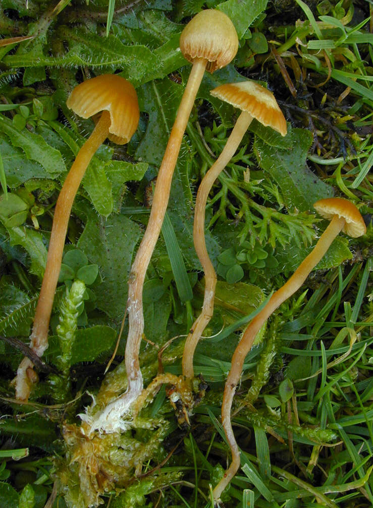 Image of Galerina vittiformis (Fr.) Singer 1950