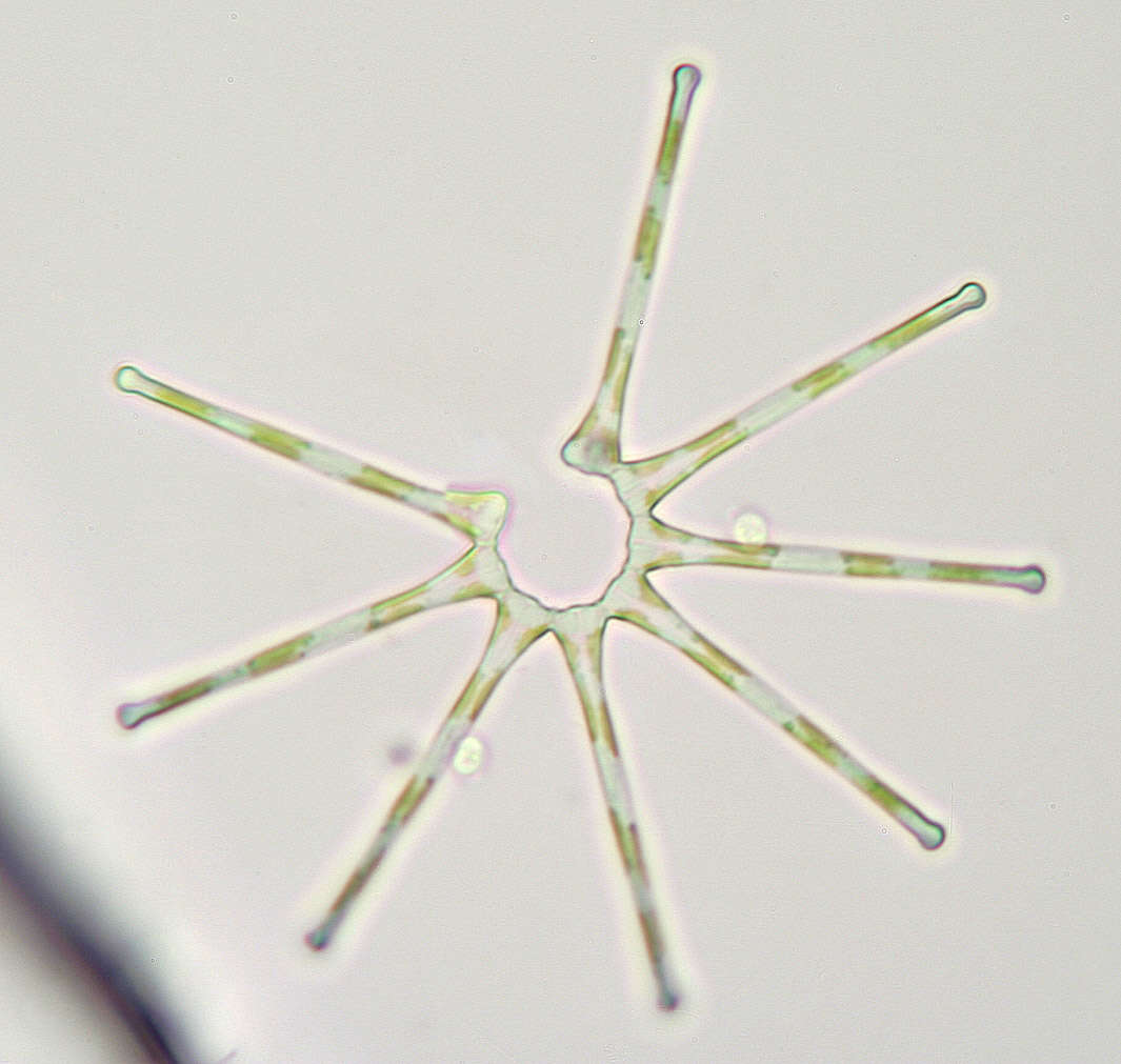 Image of Rhizophydium planktonicum Canter 1948