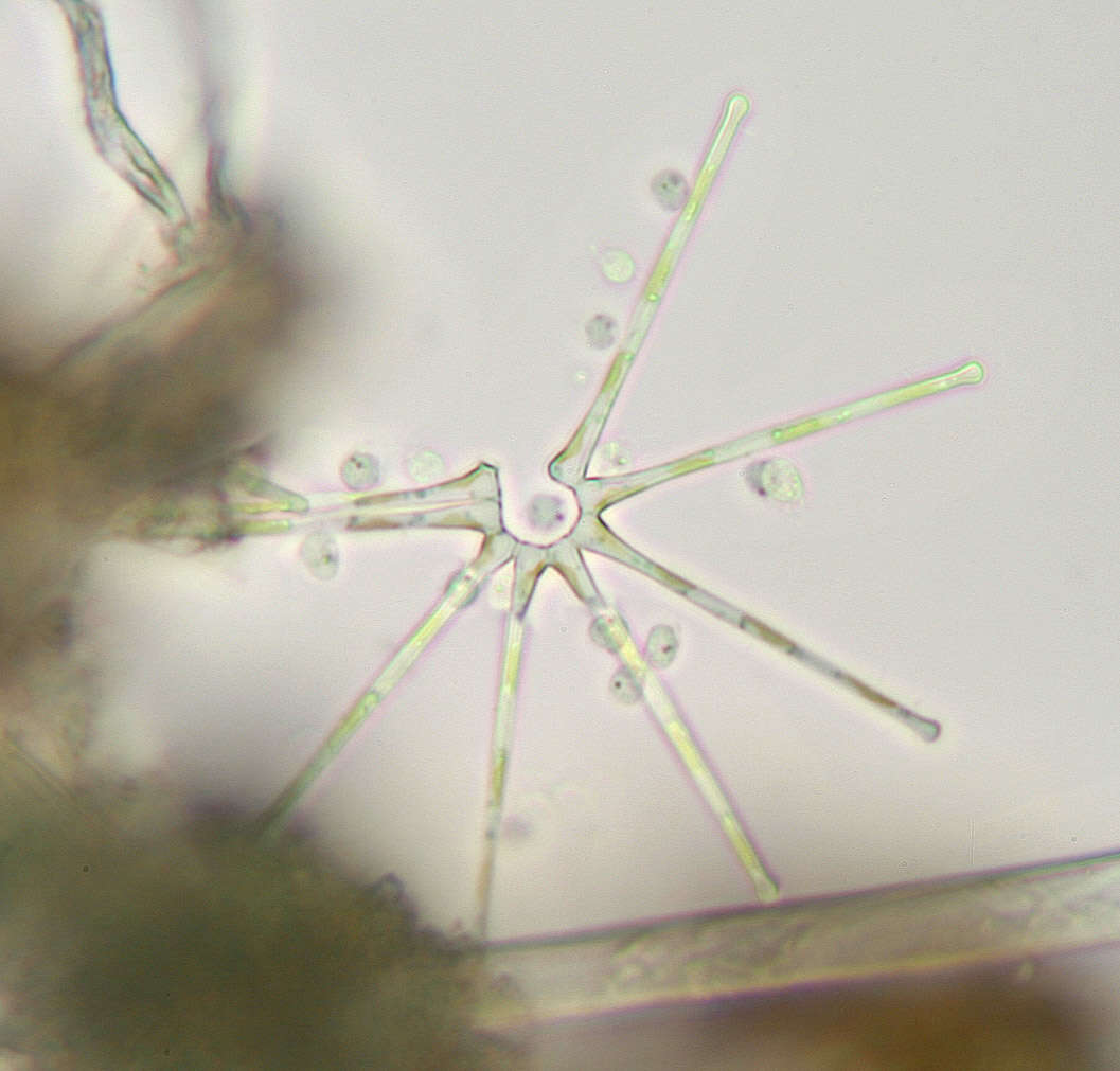 Image of Rhizophydium planktonicum Canter 1948