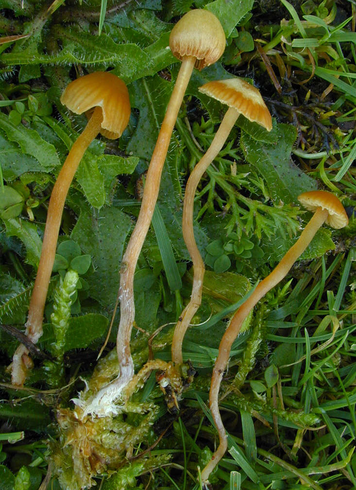 Image of Galerina vittiformis (Fr.) Singer 1950