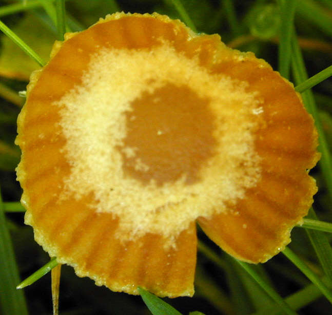 Image of Galerina vittiformis (Fr.) Singer 1950