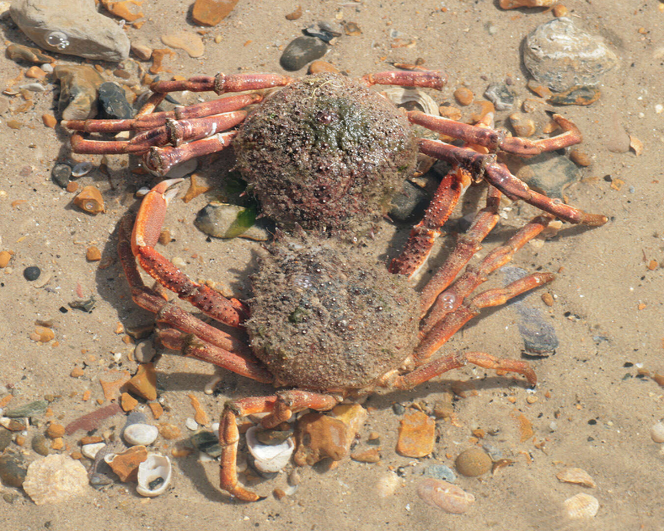 Image of Atlantic spider crab