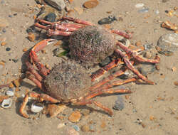 Image of Atlantic spider crab